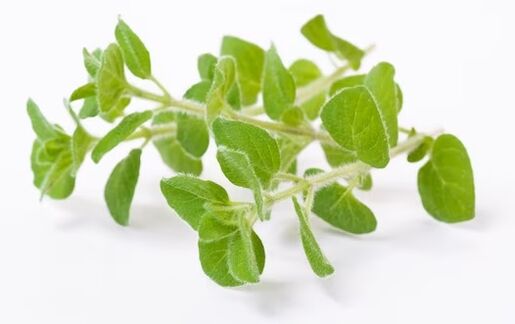 Fungent zawiera olejek z oregano